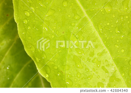 selective focus of rain drop on fresh green leaf selective focus of rain drop on fresh green leaf 42884340
