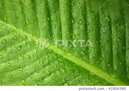 macro view of Colocasia esculenta,the big green macro view of Colocasia esculenta,the big green 42884360