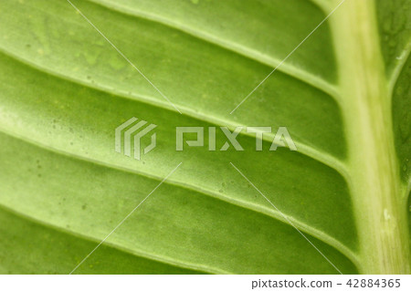 macro view of Colocasia esculenta,the big green macro view of Colocasia esculenta,the big green 42884365