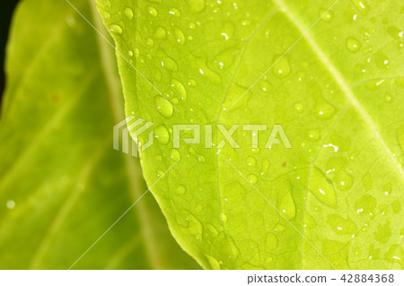 selective focus of rain drop on fresh green leaf selective focus of rain drop on fresh green leaf 42884368