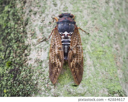 Cicadas Cicadas 42884617