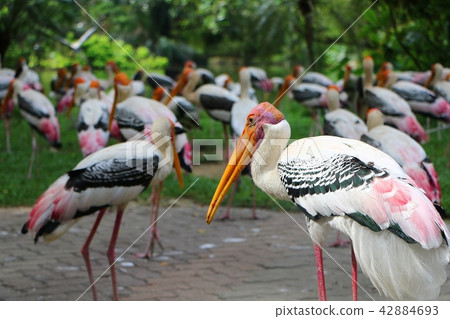 Yellow-billed stork (Mycteria ibis). Yellow-billed stork (Mycteria ibis). 42884693