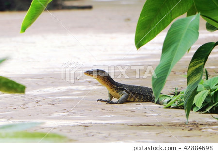 Monitor lizard on the ground Monitor lizard on the ground 42884698
