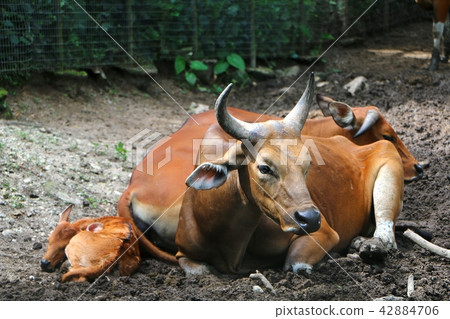 Banteng (Bos javanicus), also known as tembadau Banteng (Bos javanicus), also known as tembadau 42884706