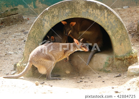 The red-legged pademelon (Thylogale stigmatica) 42884725