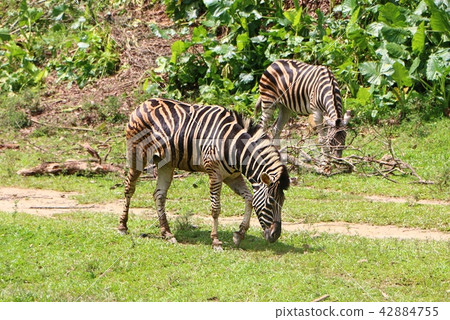 Zebras are several species of African equids Zebras are several species of African equids 42884755