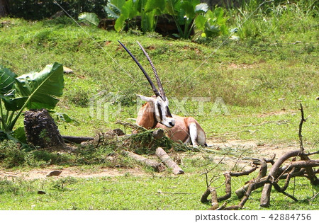 Scimitar-horned Oryx (Oryx dammah) 42884756