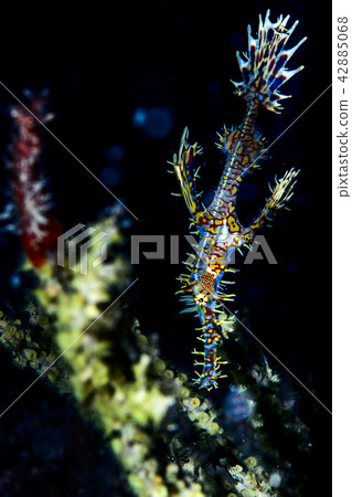 Nishiki Fulai Wow · Tropical fish 42885068