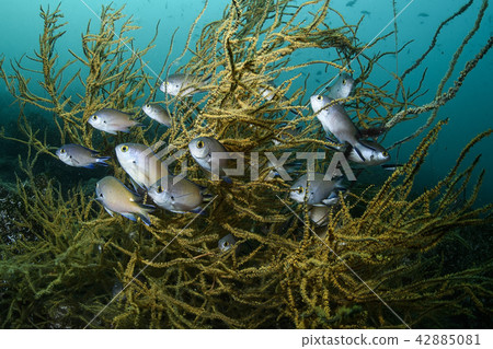一群魚 一群魚 42885081