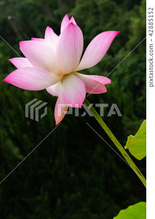 Beautiful light pink lotus 42885152