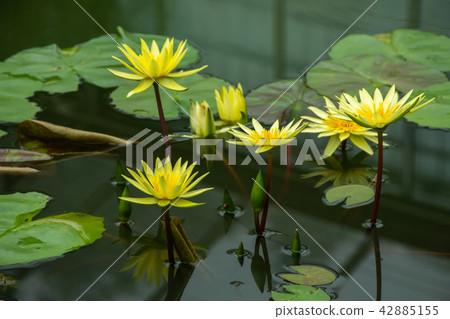 Beautiful yellow lotus Beautiful yellow lotus 42885155