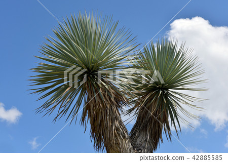 Yucca Rostrata 42885585