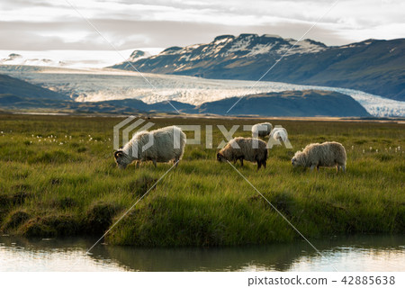 sheep in a field and Vatnajokull glacier Iceland 42885638