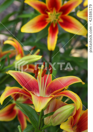 Caberie · Lily flowers 42886179