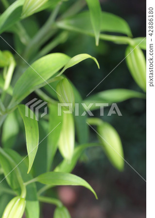 Extra Bagan The lily of the flower of the lily 42886180