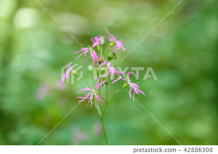Pink Lychnis flos cuculi flower Pink Lychnis flos cuculi flower 42886308