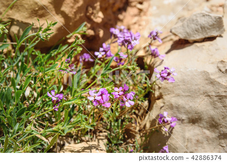 Purple flowers Hesperis Purple flowers Hesperis 42886374