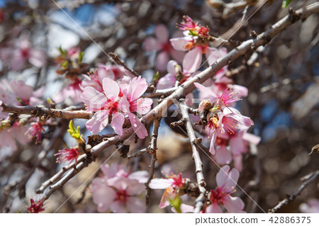 Cherry blossoms, pink flowers Cherry blossoms, pink flowers 42886375