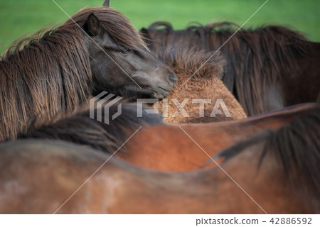 Icelandic Horses in summer Iceland Icelandic Horses in summer Iceland 42886592