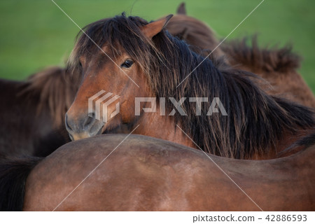 Icelandic Horses in summer Iceland Icelandic Horses in summer Iceland 42886593