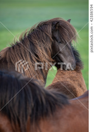 Icelandic Horses in summer Iceland 42886594