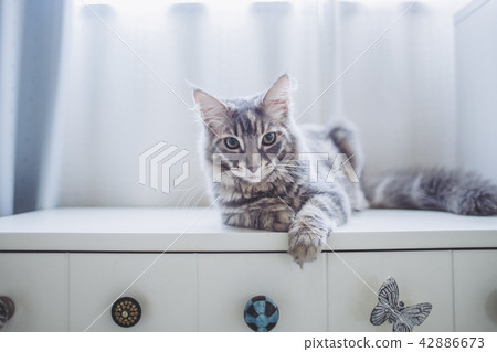 Cat portrait 42886673