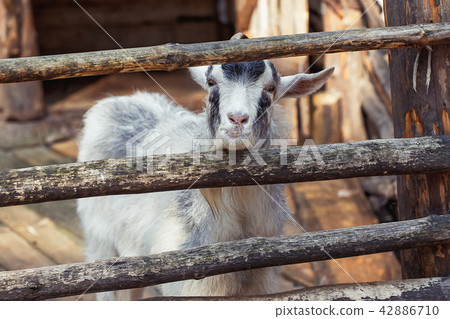 Portrait of domestic goat on farm Portrait of domestic goat on farm 42886710