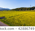 countryside 42886749
