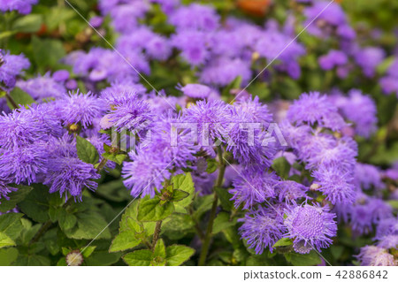 violet flowers of flossflower 42886842