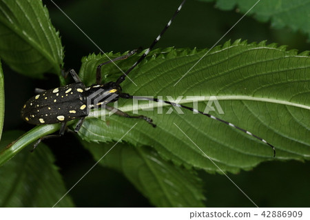 Creatures Insects Kiboshi Kamikiri, individuals from Chiba. The stars are mixed with yellow and white Creatures Insects Kiboshi Kamikiri, individuals from Chiba. The stars are mixed with yellow and white 42886909