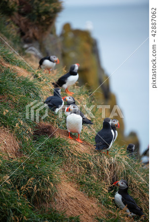Atlantic Puffin Borgarfjordur eystri Iceland 42887062