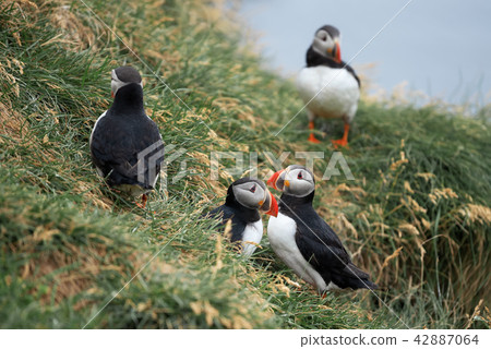 Atlantic Puffin Borgarfjordur eystri Iceland 42887064