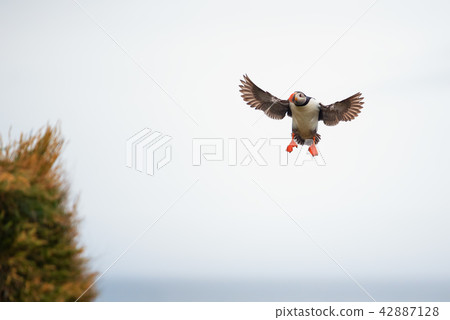 Atlantic Puffin in Borgarfjordur eystri ,Iceland. 42887128
