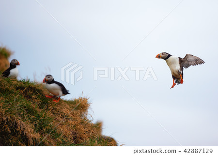 Atlantic Puffin in Borgarfjordur eystri ,Iceland. 42887129