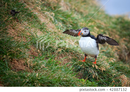 Atlantic Puffin in Borgarfjordur eystri ,Iceland. Atlantic Puffin in Borgarfjordur eystri ,Iceland. 42887132