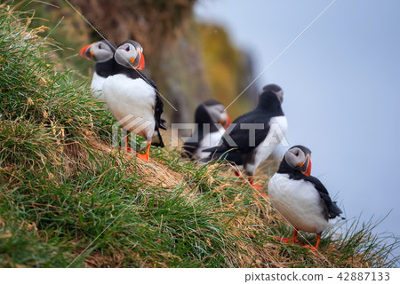 Atlantic Puffin in Borgarfjordur eystri ,Iceland. 42887133