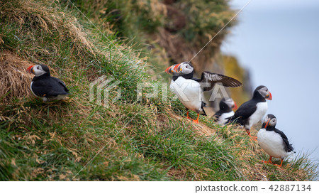 Atlantic Puffin in Borgarfjordur eystri ,Iceland. 42887134