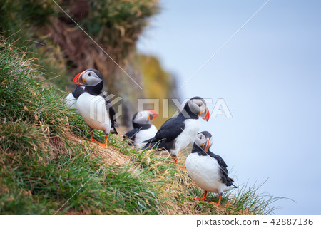 Atlantic Puffin in Borgarfjordur eystri ,Iceland. 42887136