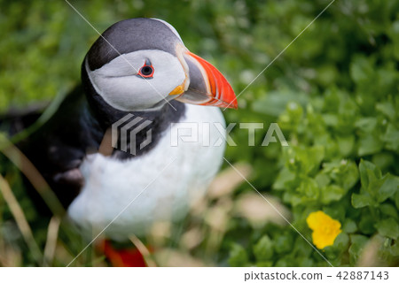 Atlantic Puffin in Borgarfjordur eystri ,Iceland. 42887143