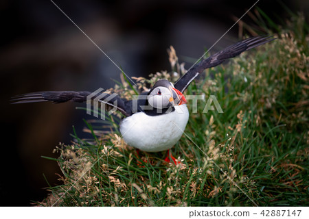 Atlantic Puffin in Borgarfjordur eystri ,Iceland. Atlantic Puffin in Borgarfjordur eystri ,Iceland. 42887147