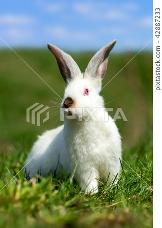 Baby white rabbit in grass Baby white rabbit in grass 42887233