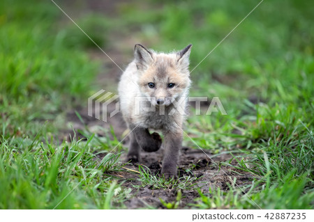 Fox cub in grass Fox cub in grass 42887235