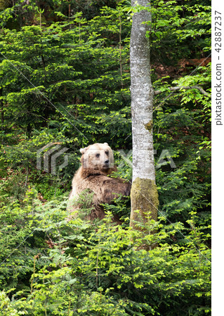 European brown bear in a forest landscape 42887237