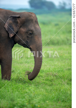Elephants in National Park of Sri Lanka 42887277