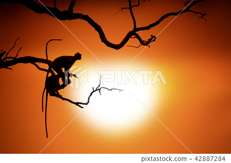 Silhouette of a monkey 42887284