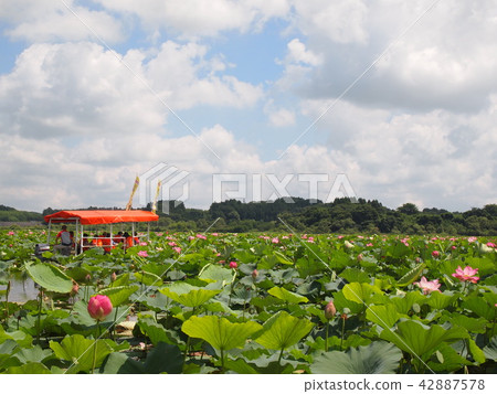 Miyagi prefecture Tomei City Naganuma Hatsu Festival 42887578