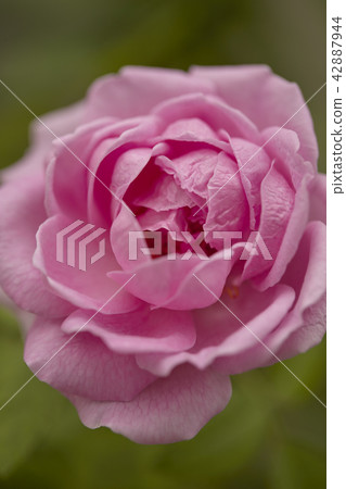English rose flower blooming English rose flower blooming 42887944