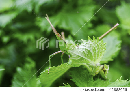 Green Show Grasshopper 42888056