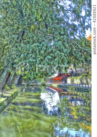 Todaiji Moori Todaiji Moori 42888921