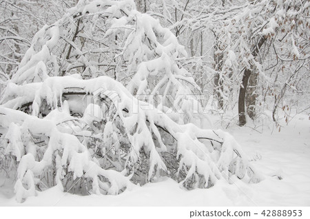 Winter landscape with a park 42888953
